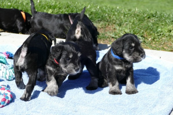 R-Wurf Woche 4 Polly 2025-04-12 008